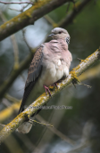 Τρυγονι (Streptopelia turtur)