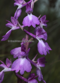 Ορχιδεα, (orchis mascula) στο δελτα του Νεστου