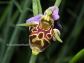Ορχιδεα, (Ophrys bicornis)