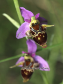 Ορχιδεα, (Ophrys bicornis)