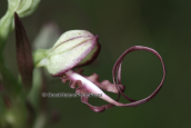 Ορχιδεα, (Himantoglossum caprinum)