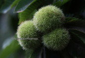 Καρποι καστανιας (Castanea sativa) στον Καστανολογγο στο βουνο της Οχης