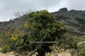 Καστανια (Castanea sativa} στον Καστανολογγο στο βουνο της Οχης