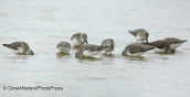 Λασποσκαλιδρες(Calidris alpina) στη λιμνοθαλασσα Ωρωπου