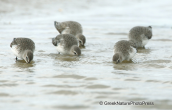 Λασποσκαλιδρες(Calidris alpina) στη λιμνοθαλασσα Ωρωπου