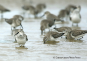 Λασποσκαλιδρες(Calidris alpina) στη λιμνοθαλασσα Ωρωπου