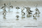 Λασποσκαλιδρες(Calidris alpina) στη λιμνοθαλασσα Ωρωπου