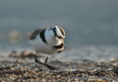 Θαλασσοσφυριχτης-charadrius alexandrinus