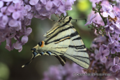 Πεταλουδα (Iphiclides podalirius)