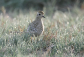 Βροχοπουλι (Pluvialis apricaria) στη λιμνοθαλασσα Ωρωπου