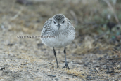 Αργυροπουλι (Pluvialis squatarola) στη λιμνοθαλασσα Ωρωπου
