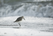 Λασποσκαλιδρα (Calidris alpina) πλαι στο κυμα στη λιμνοθαλασσα Ωρωπου