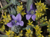 Παρνηθα, sedum urvillei με campanula celsii