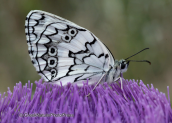 Παρνηθα, πεταλουδα(Melanargia larissa)
