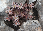 Παρνηθα, sedum hispanicum