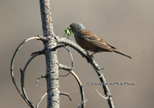 Παρνηθα, φρυγανοτσιχλονο(Emberiza caesia)