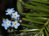 Παρνηθα, myosotis sp