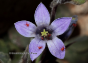 Παρνηθα, campanula celsii