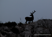 Τα ελαφια ειναι ευκολα ορατα στις γυμνες απο δεντρα πλαγιες της Παρνηθας
