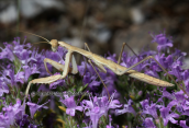 Αλογακι της Παναγιας, (Mantis religiosa)