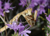 Αλογακι της Παναγιας, (mantis religiosa)