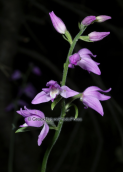 Ορχιδεα, (Cephalanthera rubra) στη Παρνηθα