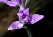 Ορχιδεα, (Cephalanthera rubra) στη Παρνηθα