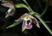 Ορχιδεα (Epipactis helleborine) στην Παρνηθα