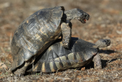 Χελωνες (Testudo marginata) σε οιστρο στη Παρνηθα