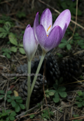 Κολχικο (Colhicum bivonae) στη Παρνηθα