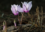 Κυκλαμινα (Cyclamen graecum) στη Παρνηθα
