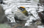 Πυροβασιλισκος (regulus ignicapillus) κανει το μπανιο του