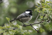 Ελατοπαπαδιτσα (Parus ater) στην Παρνηθα