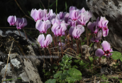 Κυκλαμινα (Cyclamen graecum) στη Παρνηθα