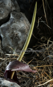 Biarum tenuifolium στη Παρνηθα