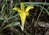 Sternbergia colchiciflora στη Παρνηθα