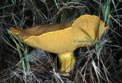 Μανιταρι (Suillus sp) στη Παρνηθα