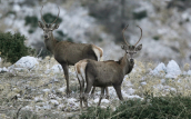 Νεαρα αρσενικα ελαφια (Cervus elaphus) στη Παρνηθα