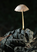 Μανιταρι (Mycena seynesii) στη Παρνηθα