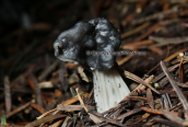 Μανιταρι (Helvella lacunosa) στη Παρνηθα