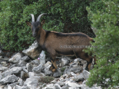 Αιγαγρος (Capra aegagrus) στη Παρνηθα