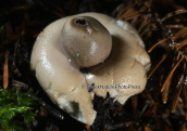 Μανιταρι (Geastrum sp) στη Παρνηθα