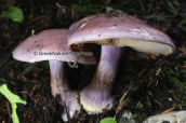 Μανιταρι (Cortinarius sp.) στη Παρνηθα