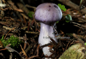 Μανιταρι(inocybe geophylla var.lilacina) στη Παρνηθα