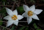 Κροκοι (Crocus laevigatus) στη Παρνηθα
