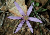 Κολχικο (Colchicum cupani) στη Παρνηθα