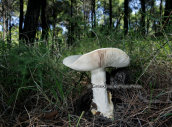 Μανιταρι (Amanita ovoidea) στη Παρνηθα
