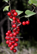 Αρκουδοβατος (Smilax aspera) στη Παρνηθα