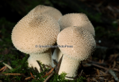 Μανιταρια (lycoperdon perlatum) στη Παρνηθα