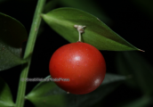 Λαγομηλια (Ruscus aculeatus) στη Παρνηθα